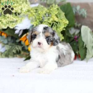 Bailey, Cavapoo Puppy